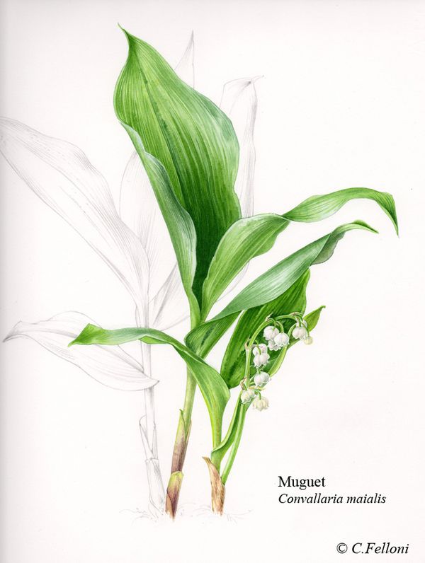 Stage du 1er Mai : Le Muguet - aquarelle-bota-clairefelloni