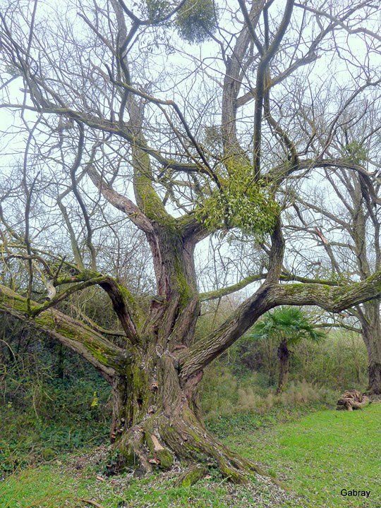 u03 - Arbre & gui