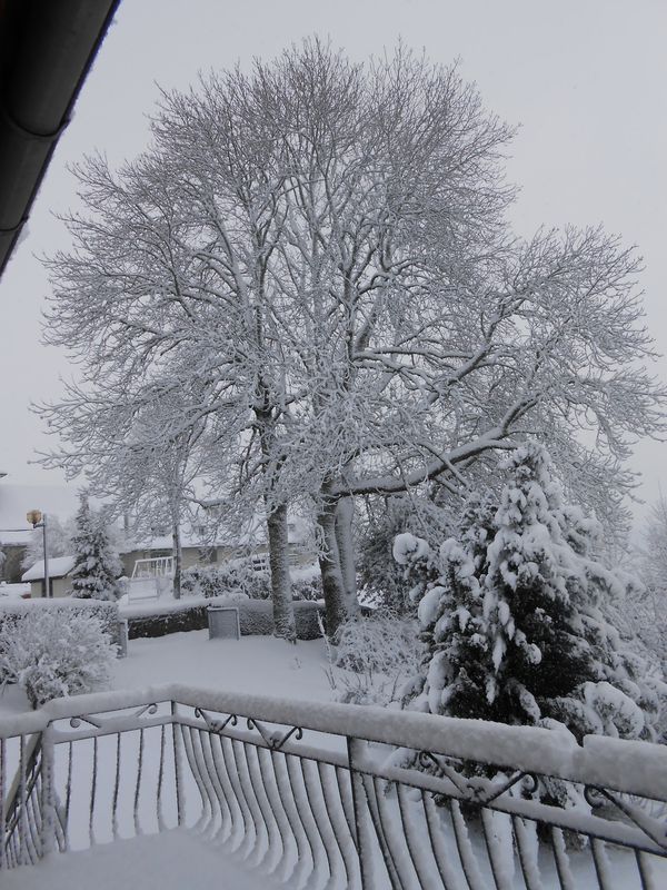 11.2.2013-Le-frene-a-revetu-son-habit-blanc.jpg