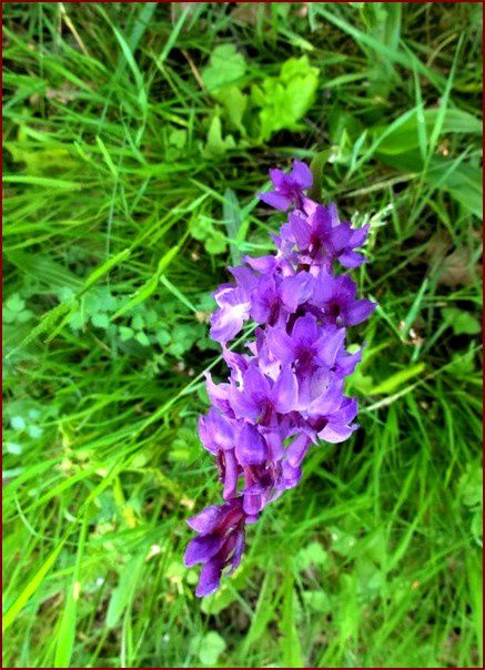 orchis-DSC05512.jpg