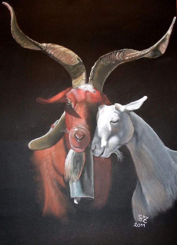 calin.caprin.Rove-dessinSandrine.LOUYS