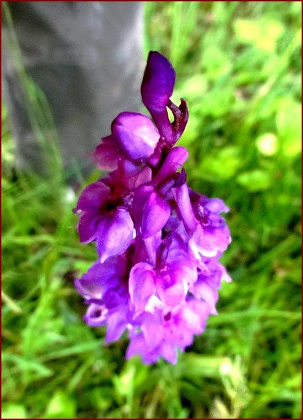 orchis-iDSC05585.jpg