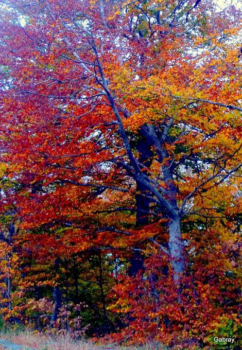 X11 - Arbre d'automne