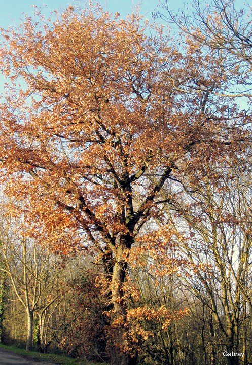 v09 - Chêne avec feuilles