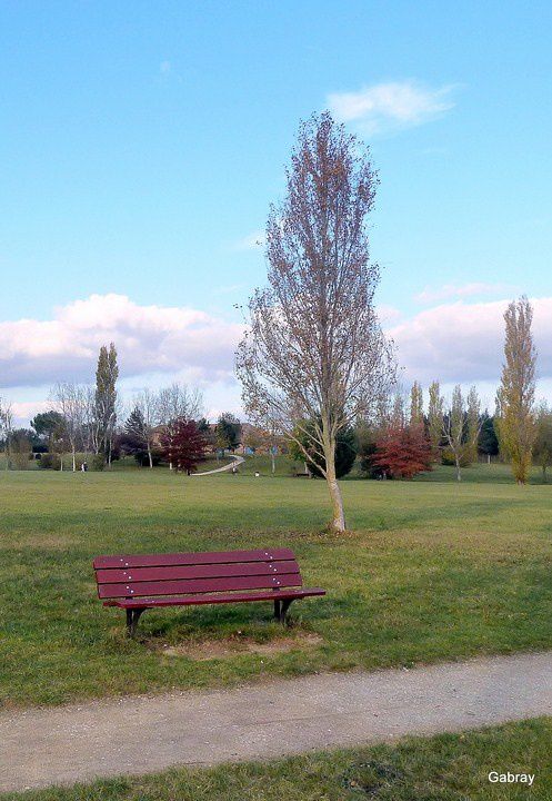 P11 - Banc & arbre