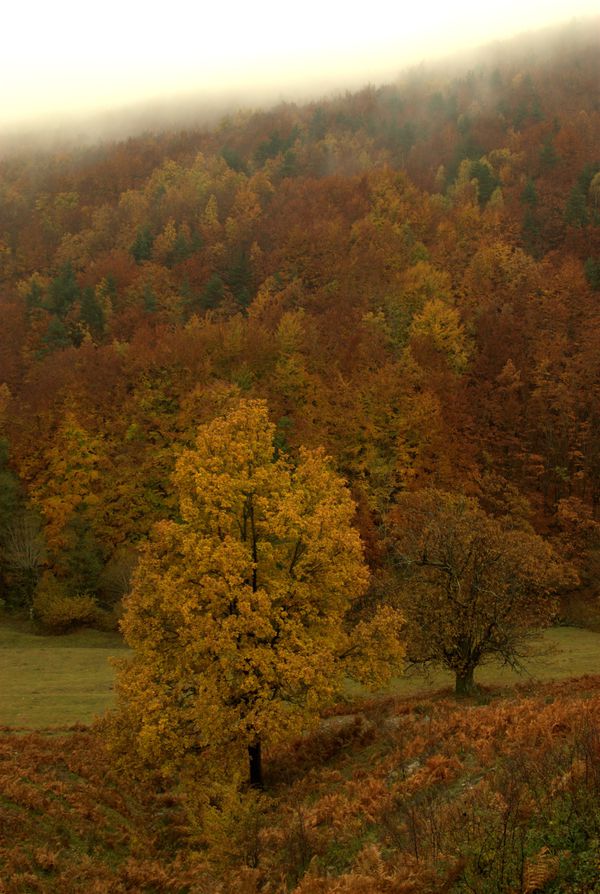 couleurs-d-automne-sous-la-pluie3.jpg