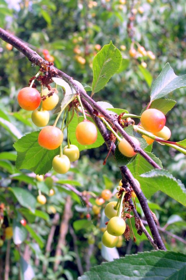 L6 - Branches et fruits
