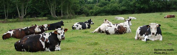 vaches-au-repos