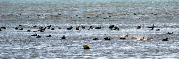 15/01/2010 migration-040
