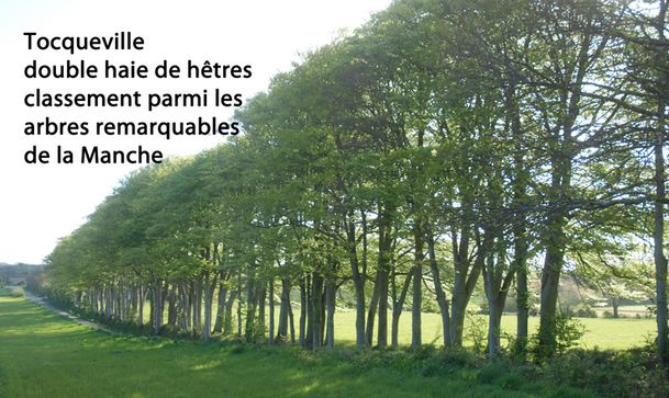 arbre-2120-Tocq