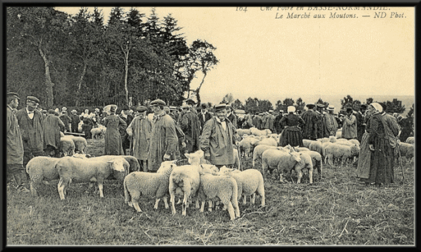 lv3-moutons