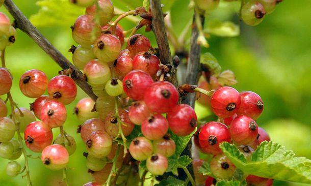 grades-fruits-2010-110.jpg