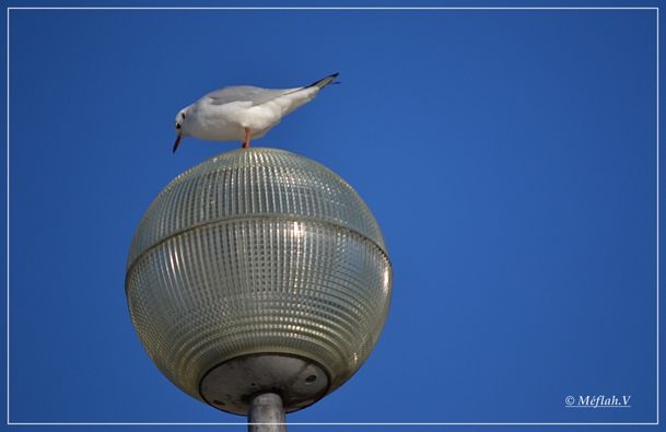 Mouettes 1