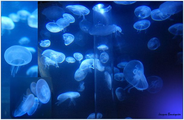 Nausicaa bleu ocean meduses