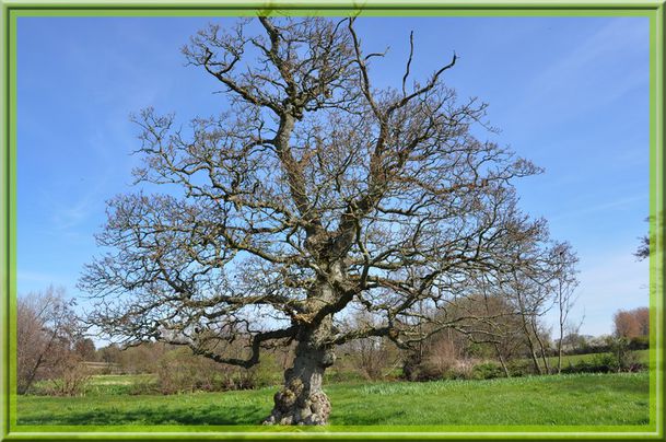 arbre-pont-020