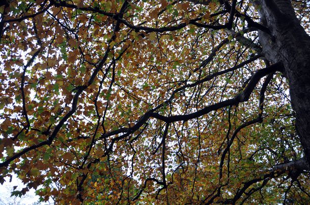 arbre-3002-LeVasterable