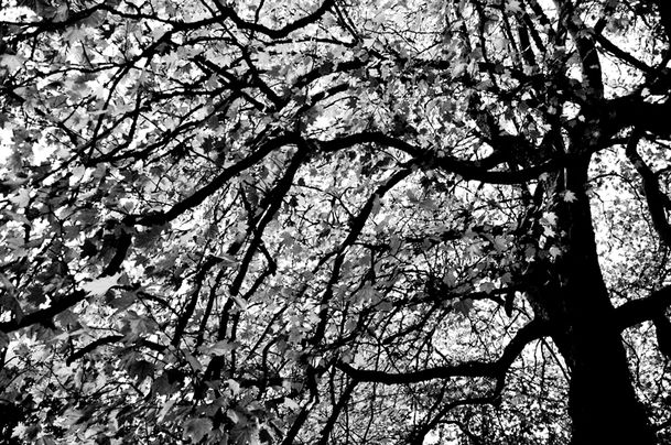 arbre-3003-Levasterable