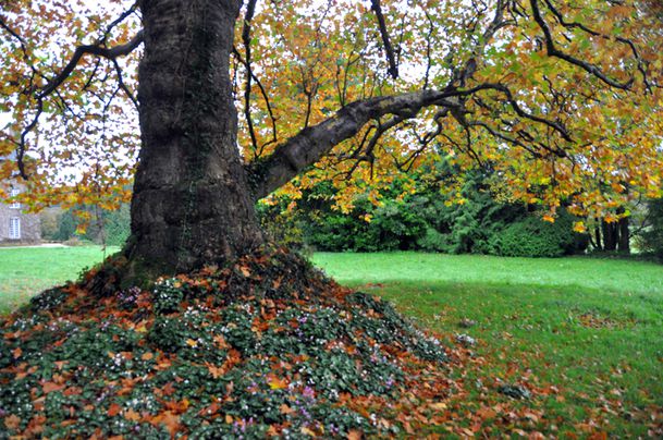 arbre-3011-LeVasterable