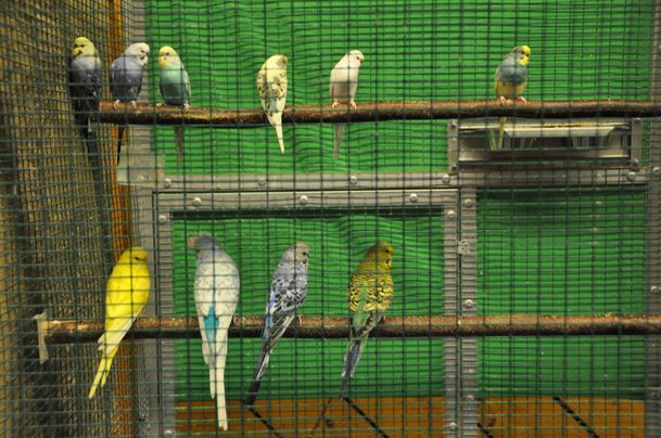 oiseaux-2010-060