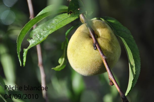 Peche-020.jpg