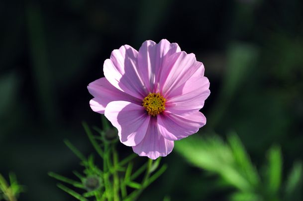 fleur-010.jpg