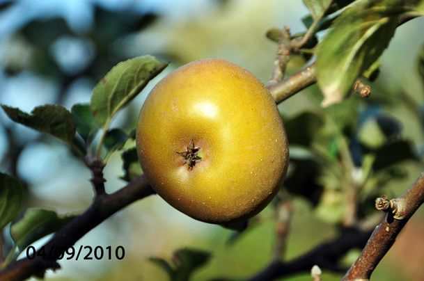 pomme-010.jpg