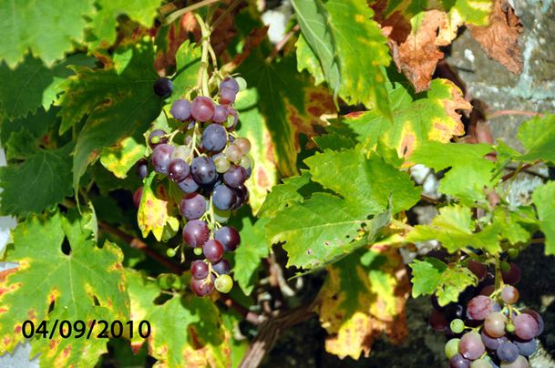 raisin-010.jpg