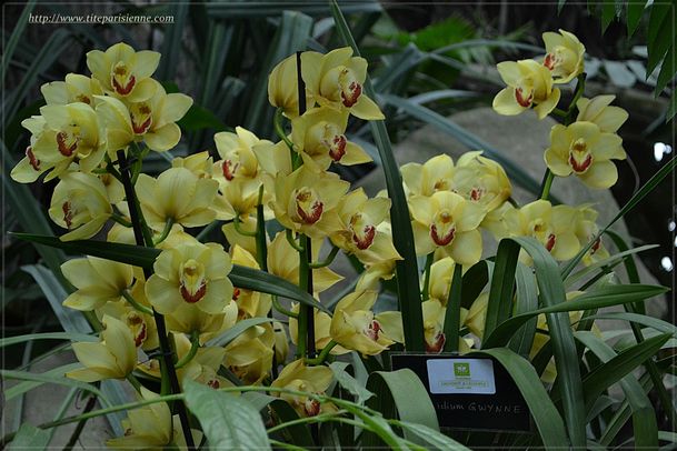 Orchidées Jardin des Plantes 7