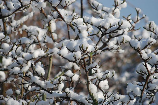 neige-080