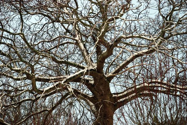 arbre-1020.jpg