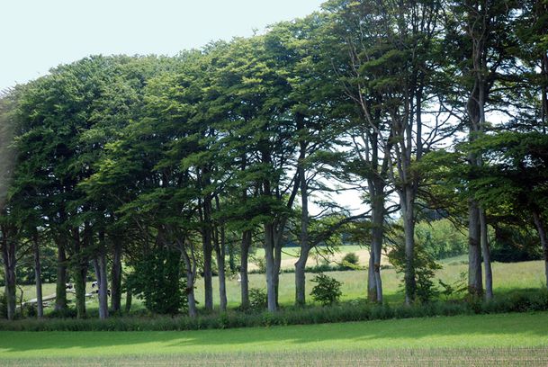 arbre-2110-Tocq