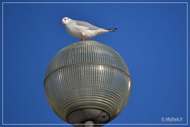 Mouettes 2
