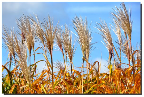 Miscanthus-2012-11-0315