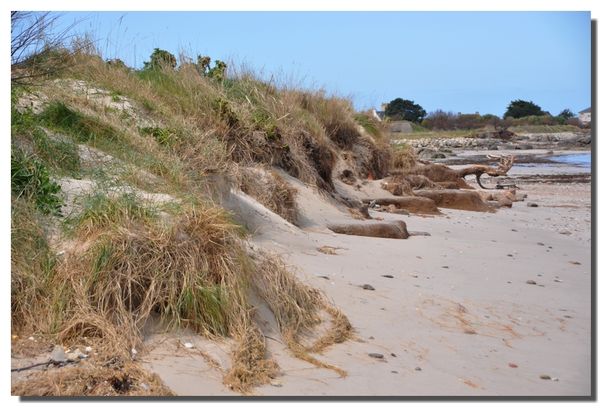 2013-1104-Dune-0324
