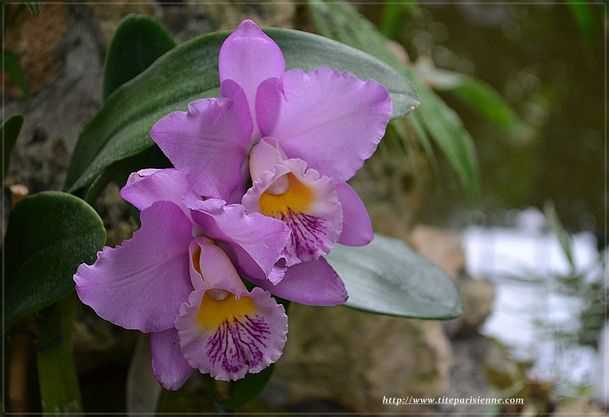 Jardin des Plantes 1 000 orchidées 9