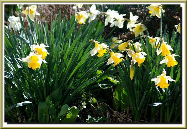 Jonquilles-012-0016.jpg