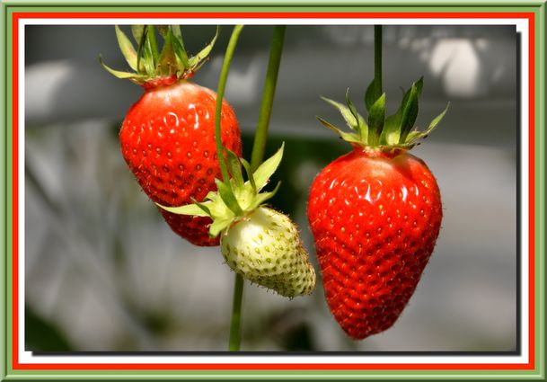2013-1505-fraises-0256