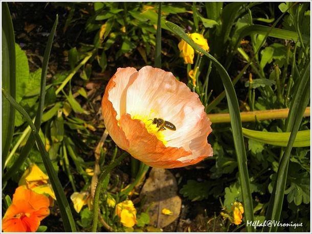 25 mai 2010 Photo 1