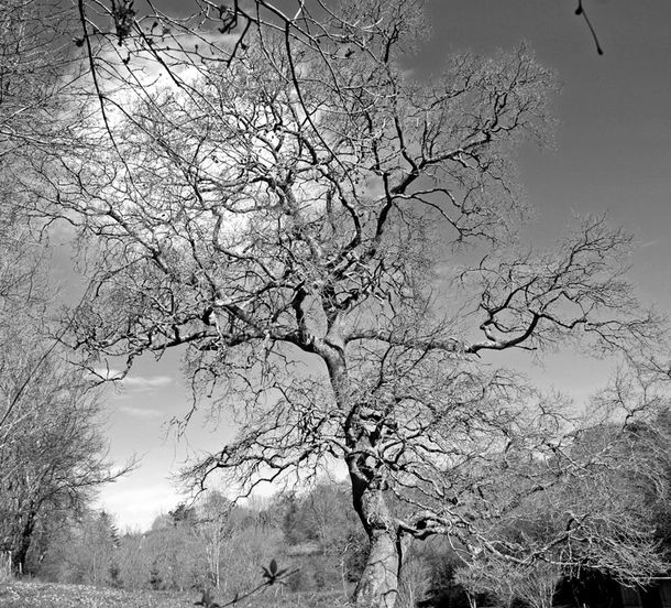 arbre-1130-lv