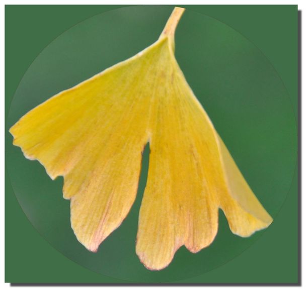 Gingko-1411-0494