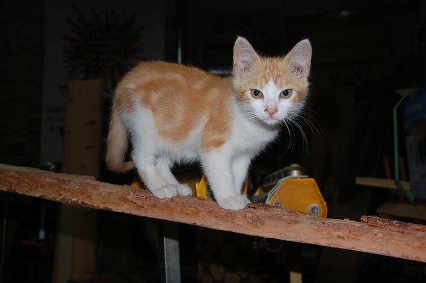 chaton10juilletc.JPG