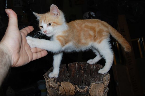 chaton11juilletf.JPG