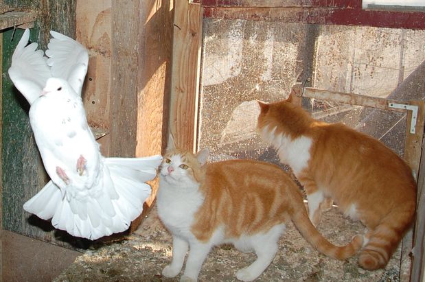 chaton18fevb.JPG