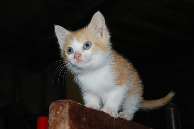 chaton4juinc.JPG