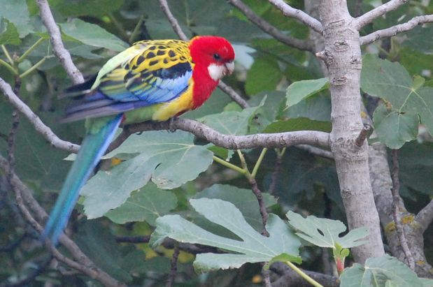 oiseau20juini.JPG