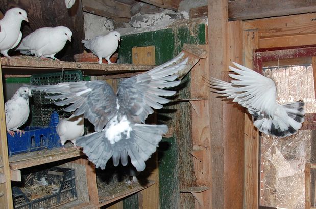 fevpigeonq.JPG
