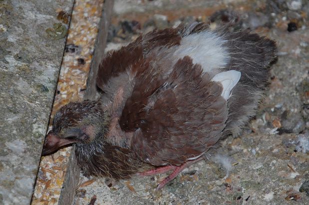 pigeonneuxgraine01.JPG