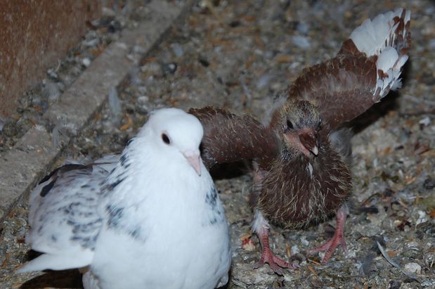 pigeonneuxgraine03.JPG