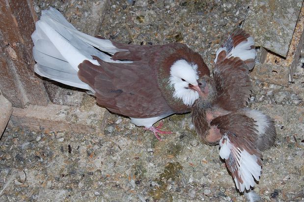 pigeonneuxgraine17.JPG