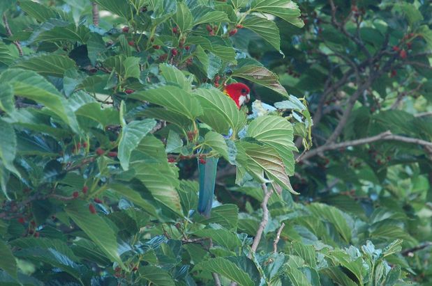 oiseau20juina.JPG